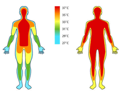 Температура тела
